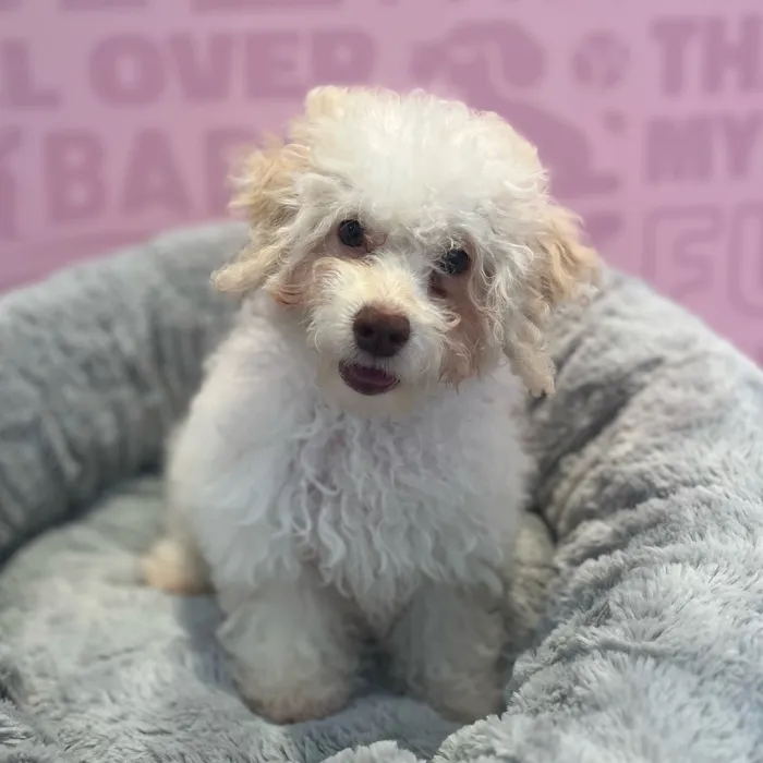 Female Cockapoo 2Nd Gen puppy named Julia for sale at Waggles-Ft. Myers.