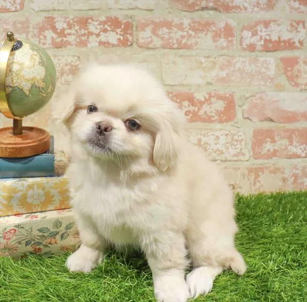 Male Pekingese puppy named Burt for sale at Waggles-Ft. Myers.