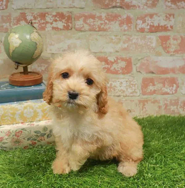 Female Cockapoo 2Nd Gen puppy named Vanilla for sale at Waggles-Ft. Myers.