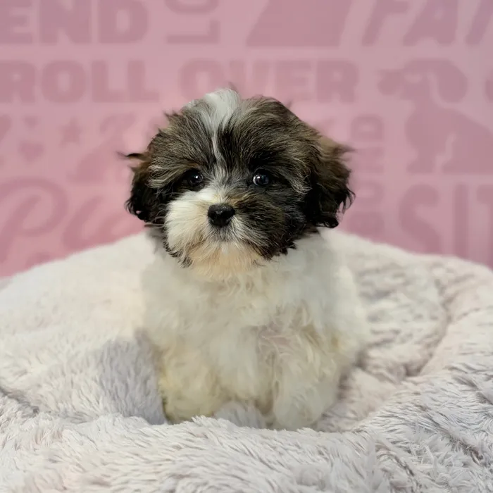 Female Malshi puppy named Camille for sale at Waggles-Ft. Myers.