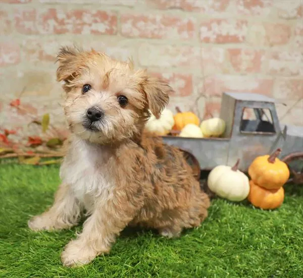 Male Yochon puppy named Diego for sale at Waggles-Ft. Myers.