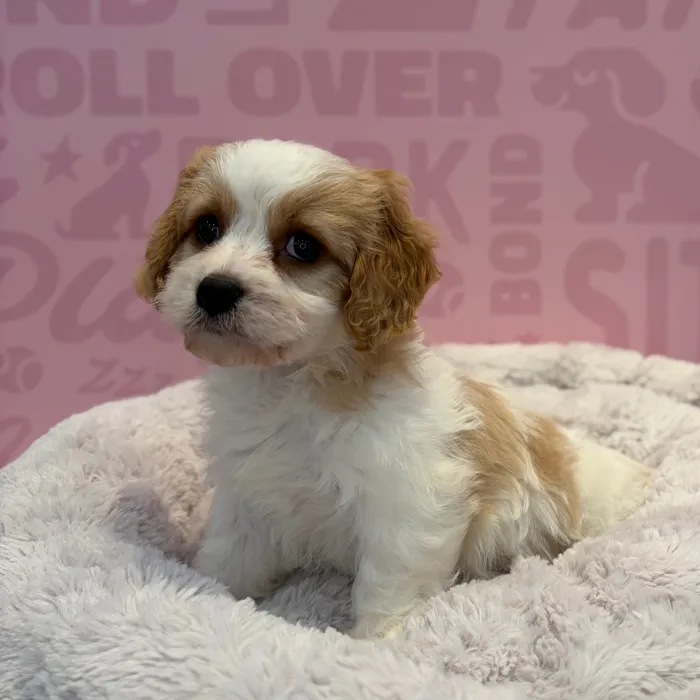 Male Cockapoo puppy named Winston for sale at Waggles-Ft. Myers.