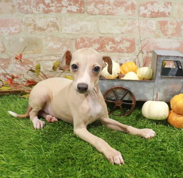 Male Italian Greyhound puppy named Apollo for sale at Waggles-Ft. Myers.