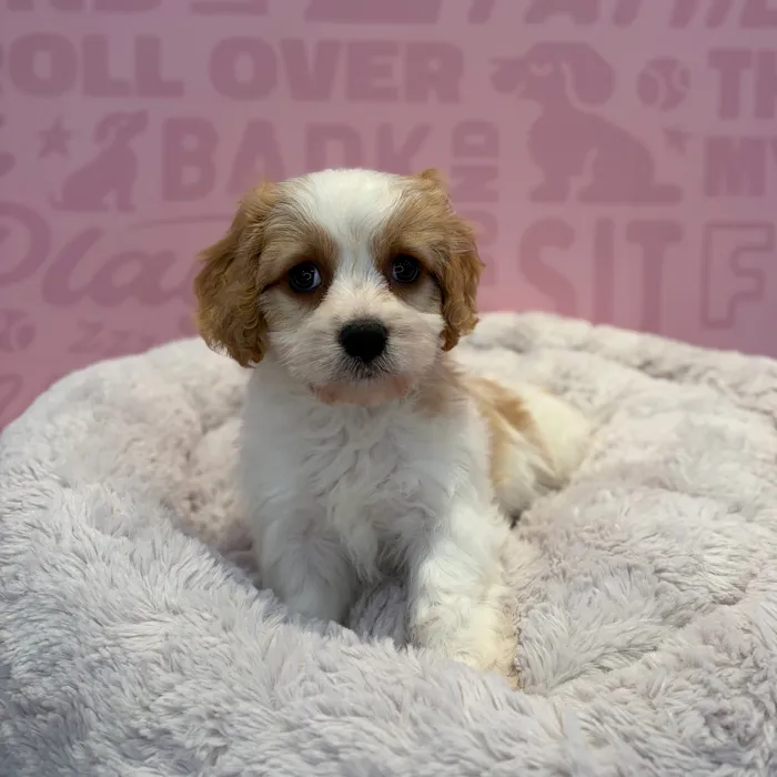 Male Cockapoo puppy named Winston for sale at Waggles-Ft. Myers.