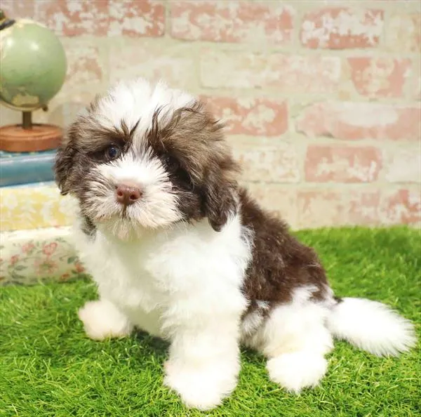 Male Havanese puppy named Riccardo for sale at Waggles-Ft. Myers.