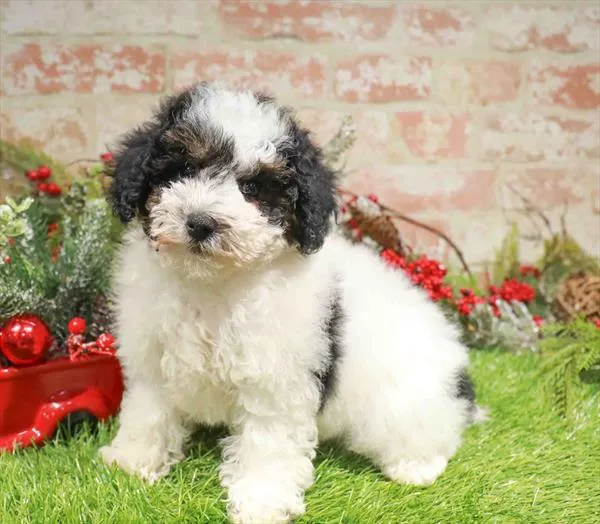 Female Schnoodle puppy named Zoey for sale at Waggles-Ft. Myers.