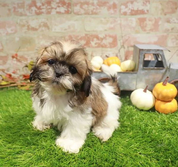 Male Shih Tzu puppy named Stitch for sale at Waggles-Ft. Myers.