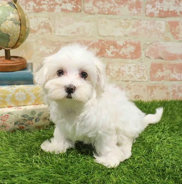 Female Maltese puppy named Fiona for sale at Waggles-Ft. Myers.