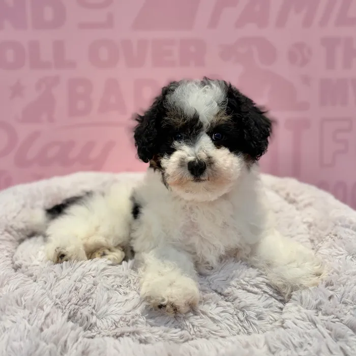 Female Schnoodle puppy named Zoey for sale at Waggles-Ft. Myers.