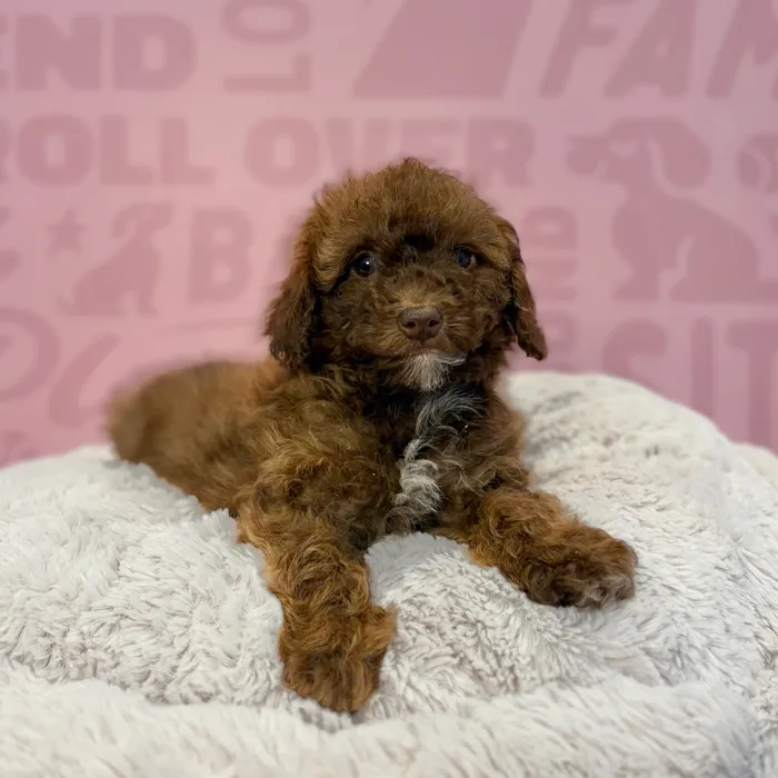 Male Mini Poodle puppy named Sebastion for sale at Waggles-Ft. Myers.