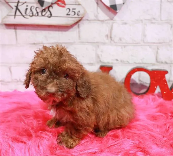 Male Mini Poodle puppy named Sebastion for sale at Waggles-Ft. Myers.
