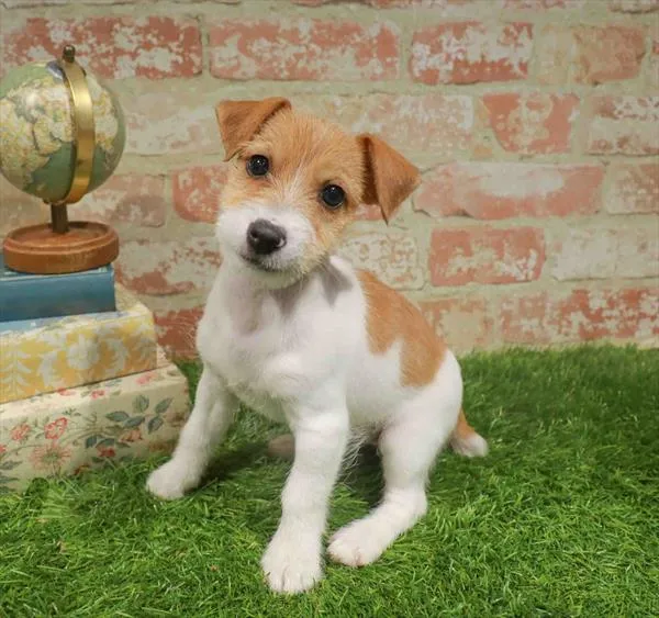 Female Jack Russell Terrier puppy named Agatha for sale at Waggles-Ft. Myers.