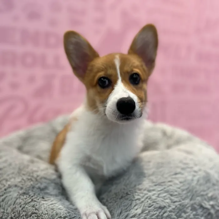 Female Pembroke Welsh Corgi puppy named Olive for sale at Waggles-Ft. Myers.