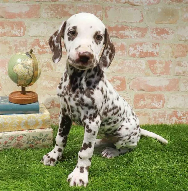 Male Dalmatian puppy named Daryl for sale at Waggles-Ft. Myers.