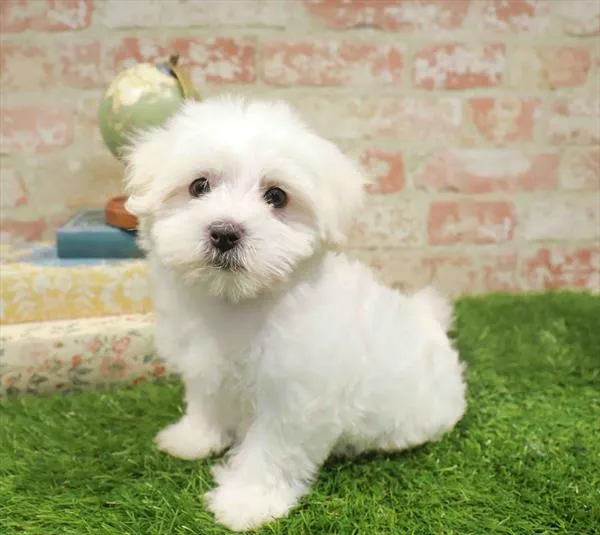 Female Maltese puppy named Charlotte for sale at Waggles-Ft. Myers.
