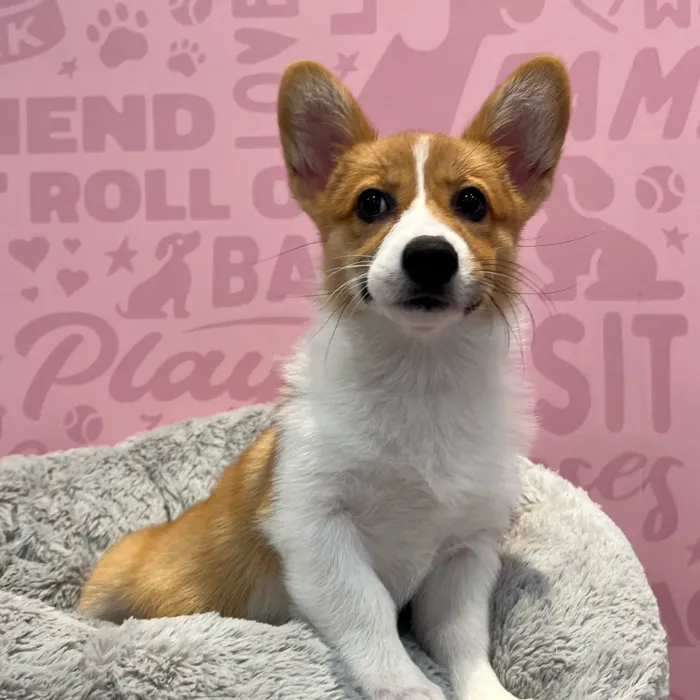 Female Pembroke Welsh Corgi puppy named Olive for sale at Waggles-Ft. Myers.