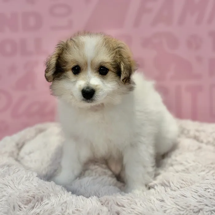 Male Pom-A-Poo puppy named Oakley for sale at Waggles-Ft. Myers.