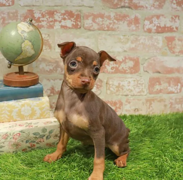 Female Min Pin puppy named Mocha for sale at Waggles-Ft. Myers.