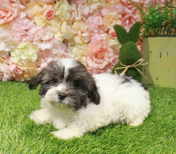Female Malshi puppy named Camille for sale at Waggles-Ft. Myers.