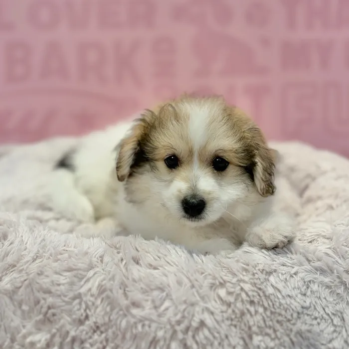 Male Pom-A-Poo puppy named Oakley for sale at Waggles-Ft. Myers.