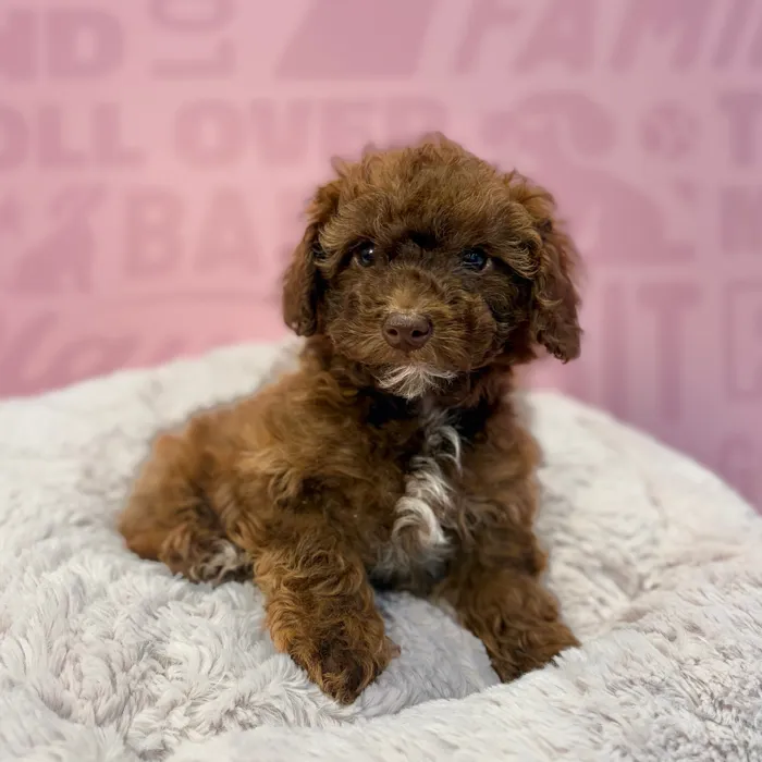 Male Mini Poodle puppy named Sebastion for sale at Waggles-Ft. Myers.