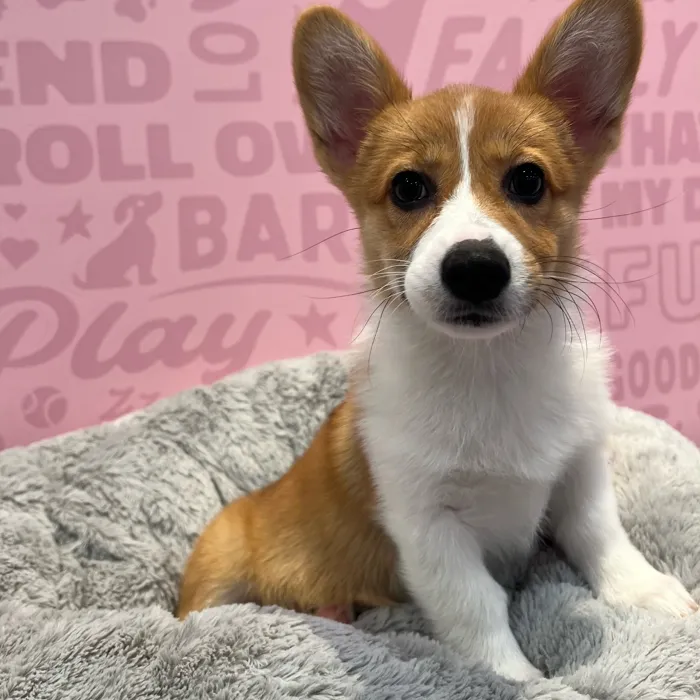 Female Pembroke Welsh Corgi puppy named Olive for sale at Waggles-Ft. Myers.