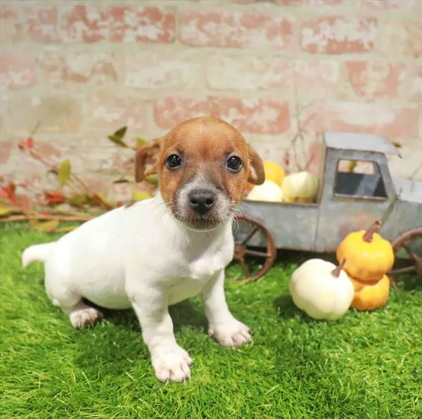 Female Jack Russell Terrier puppy named Peanut for sale at Waggles-Ft. Myers.