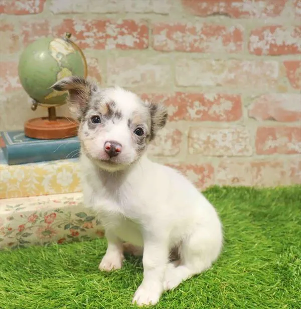 Female Chihuahua puppy named Savannah for sale at Waggles-Ft. Myers.