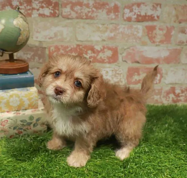 Female Cavapoo puppy named Caramela for sale at Waggles-Ft. Myers.