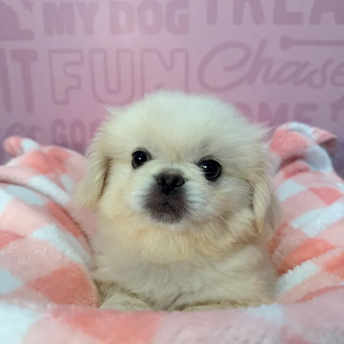 Male Pekingese puppy named Burt for sale at Waggles-Ft. Myers.