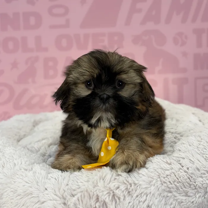 Male Shih Tzu puppy named Dominic for sale at Waggles-Ft. Myers.
