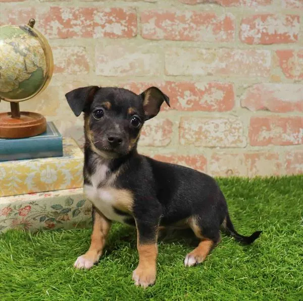 Male Chihuahua puppy named Onyx for sale at Waggles-Ft. Myers.