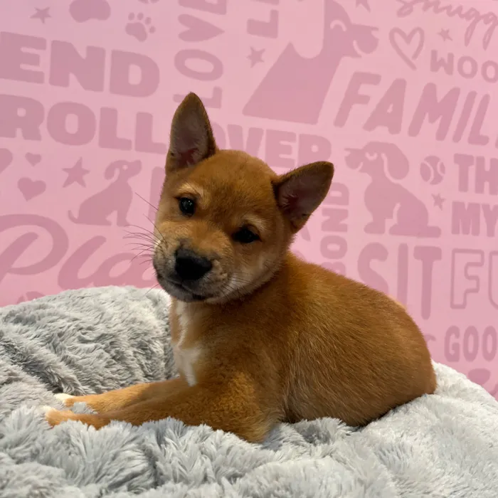 Male Shiba Inu puppy named Axel for sale at Waggles-Ft. Myers.