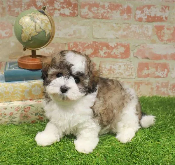 Female Coton Poodle puppy named Snickerdoodle for sale at Waggles-Ft. Myers.
