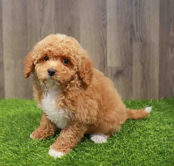 Female Mini Goldendoodle 2Nd Gen puppy named Ramona for sale at Waggles-Ft. Myers.
