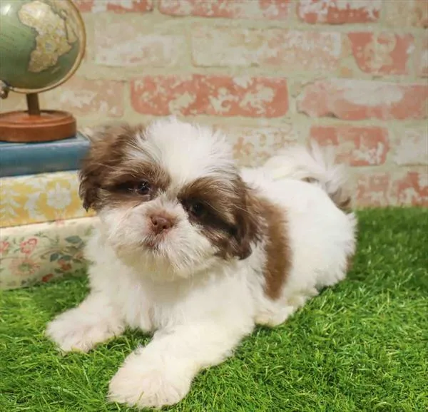 Female Shih Tzu puppy named Nikki for sale at Waggles-Ft. Myers.