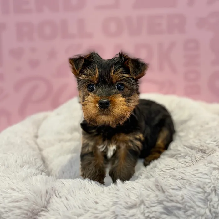 Male Yorkie puppy named Frankie for sale at Waggles-Ft. Myers.