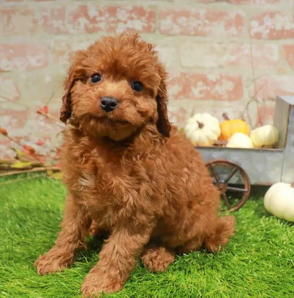 Male Cavapoo puppy named Cooper for sale at Waggles-Ft. Myers.