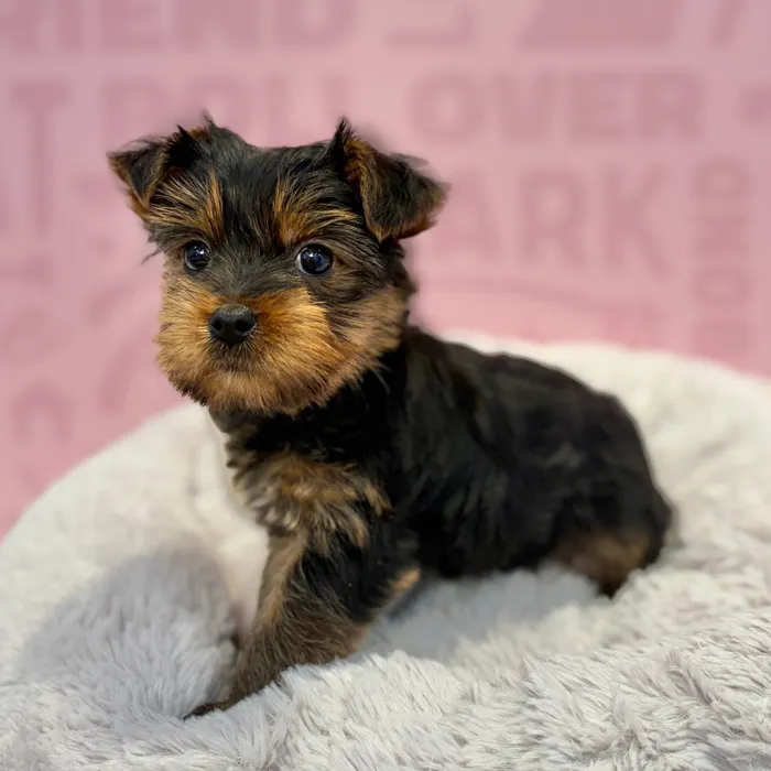 Male Yorkie puppy named Frankie for sale at Waggles-Ft. Myers.