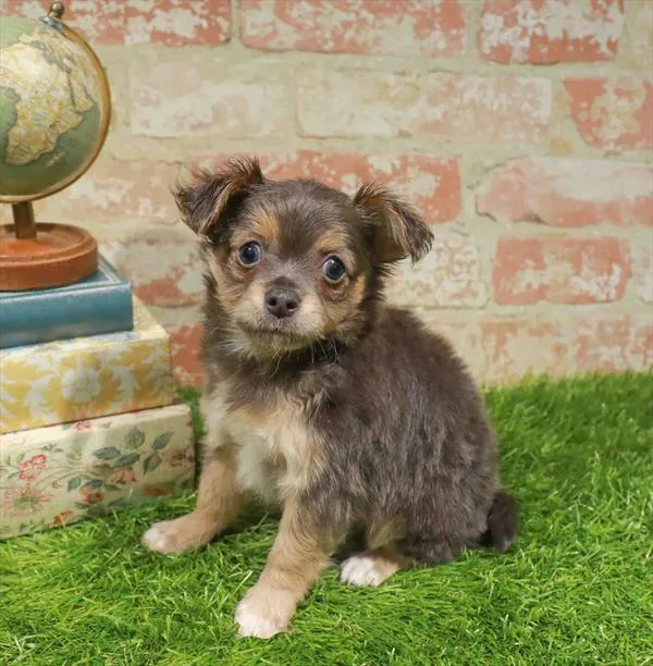 Male Chihuahua puppy named Mateo for sale at Waggles-Ft. Myers.