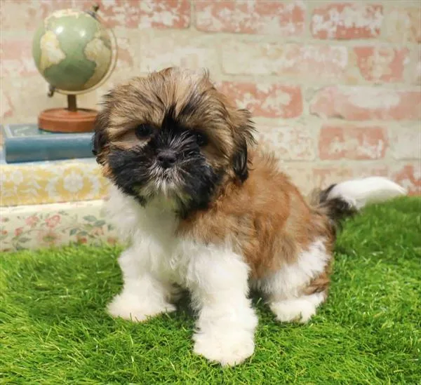 Female Shih Tzu puppy named Pecan for sale at Waggles-Ft. Myers.