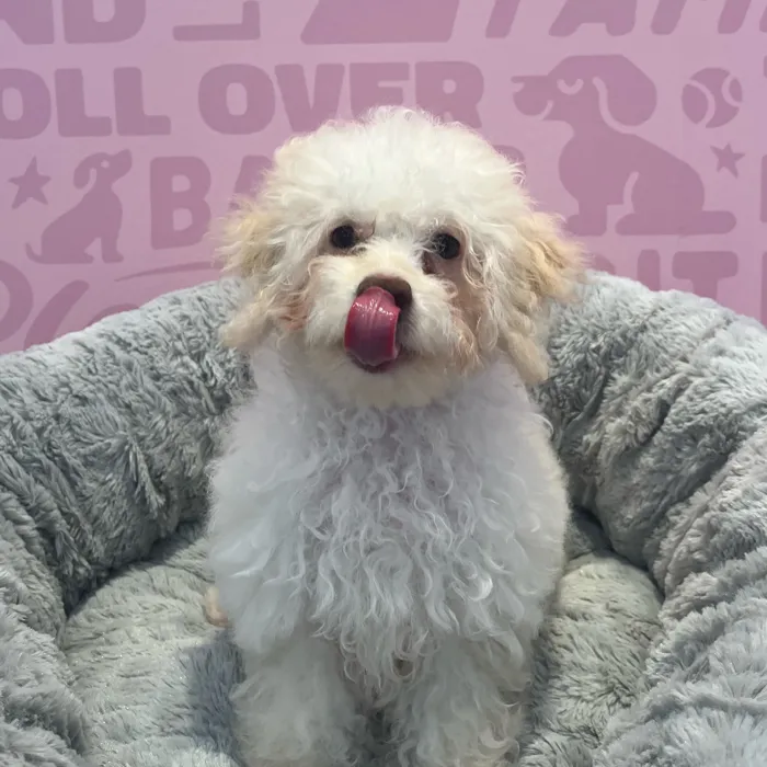 Female Cockapoo 2Nd Gen puppy named Julia for sale at Waggles-Ft. Myers.