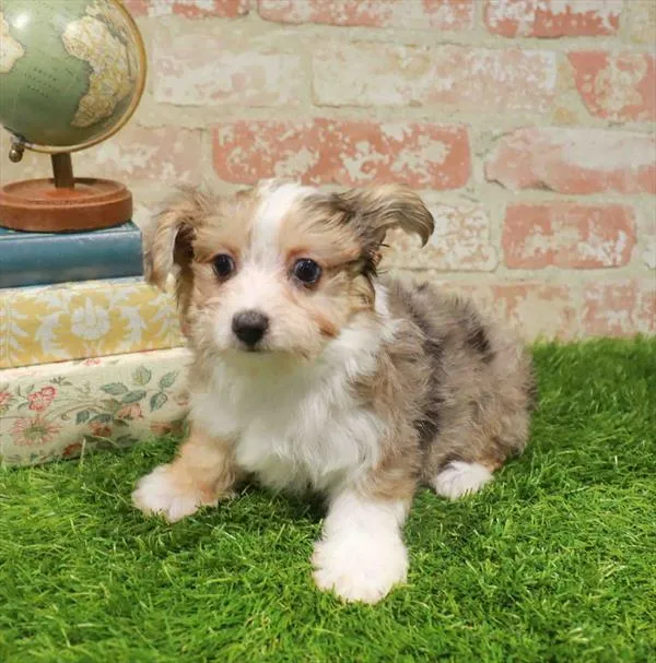 Male Chorkie puppy named Leo for sale at Waggles-Ft. Myers.