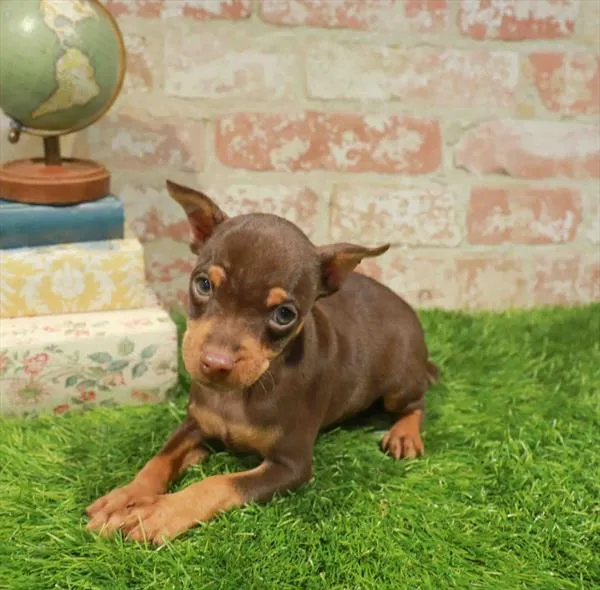 Male Min Pin puppy named Maynard for sale at Waggles-Ft. Myers.