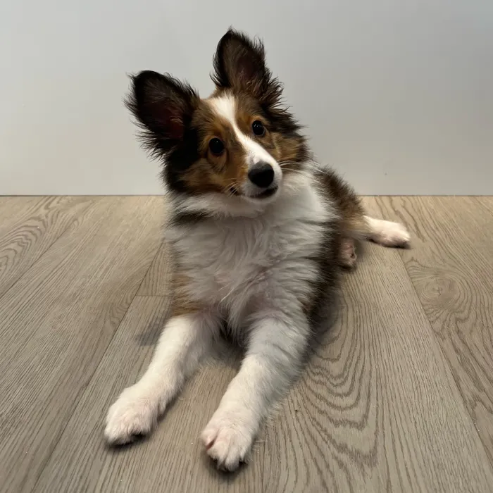 Male Sheltie puppy named Oliver for sale at Waggles-Ft. Myers.