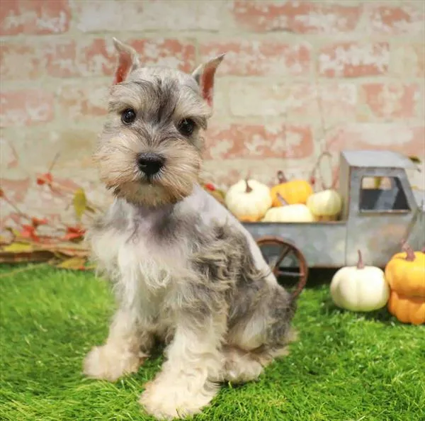 Male Mini Schnauzer puppy named Cid for sale at Waggles-Ft. Myers.