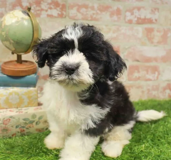 Female Teddy Bear puppy named Pepper for sale at Waggles-Ft. Myers.