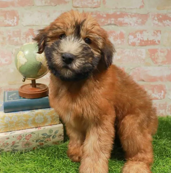 Male Soft Coated Wheaten Terrier puppy named Finn for sale at Waggles-Ft. Myers.