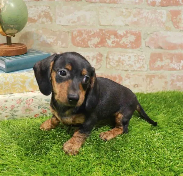 Female Dachshund puppy named Cleopatra for sale at Waggles-Ft. Myers.