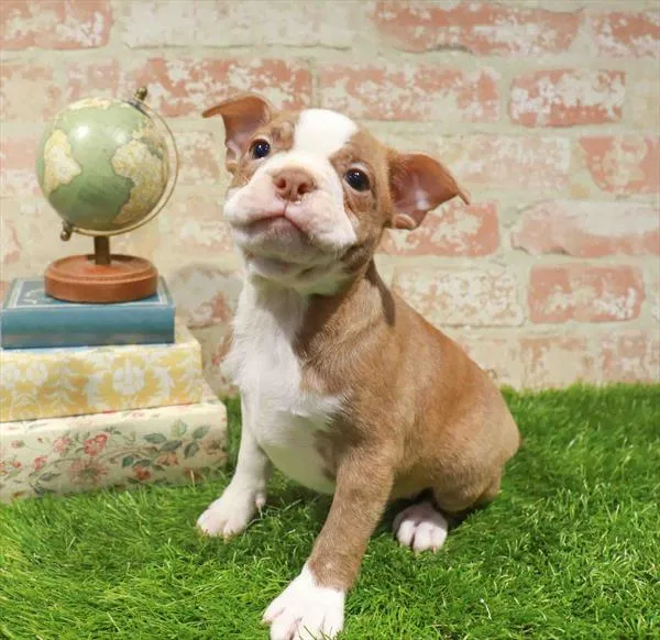 Male Boston Terrier puppy named Karsky for sale at Waggles-Ft. Myers.